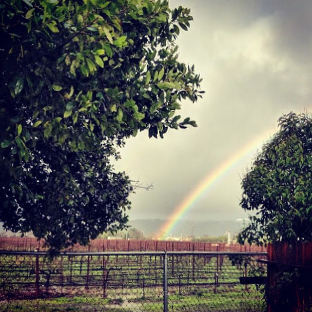 Rainbows in February